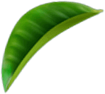 Green leaf