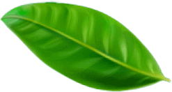 Green leaf